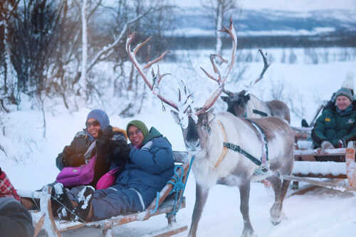 Gjester i slede med reinsdyr i snøen.