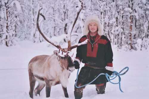 Mannlig same med reinsdyr i snøen.