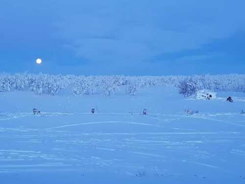 Reindeer in landscape covered by snow with blue light and moon.