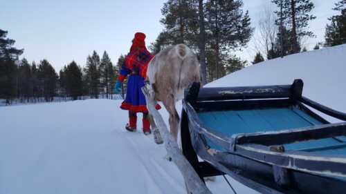 Woman in Sami clothing with reindeer and sledge from behind.