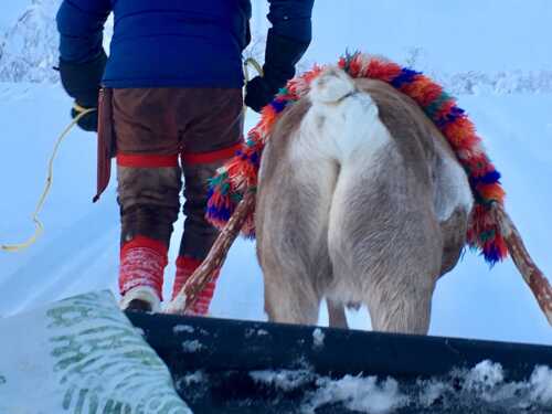 Reindeer and man in Sami clothing in front of sleigh from behind.