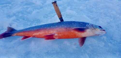 Trout with knife lying on the snow.
