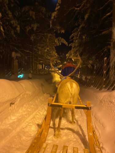 Reindeer with sled in the evening snowy road.