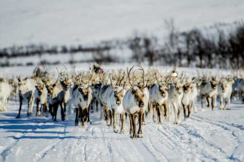 Herd of reindeer in the snow.
