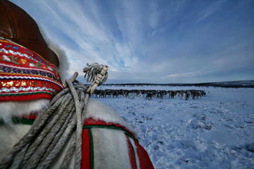 Sami man in Sami costume in front of reindeer herd.