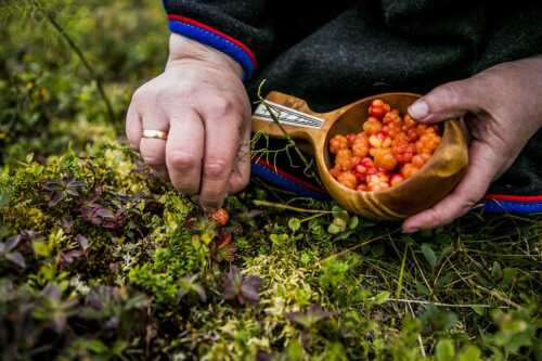 Male hands picking cloudberries.
