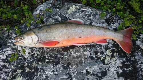 Trout lying on a stone.