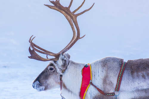 Reindeer against white snow with red harness.