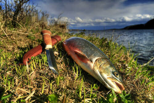 Trout and knife lying on the grass.
