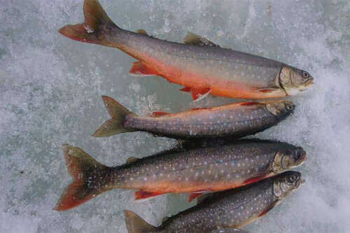 4 trout lying on the snow