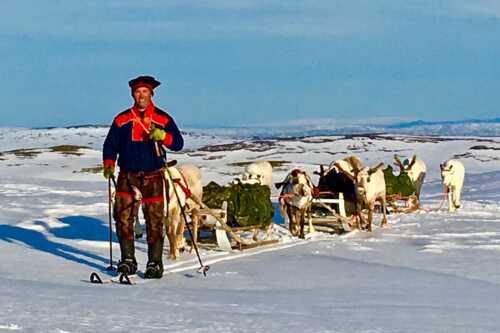 Per Edvard Johnsen with sled and reindeer